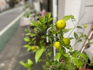 IMG_1014.jpg